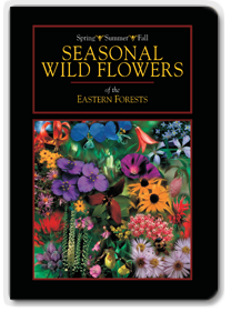 Seasonal Wildflowers
